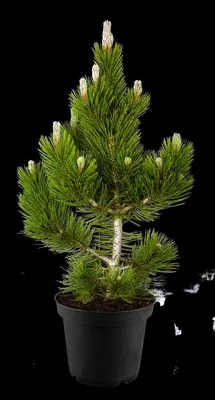 Pinus (Arve) - afbeelding 64