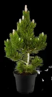Pinus (Arve) - afbeelding 64