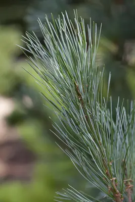 Pinus (Arve) - afbeelding 1