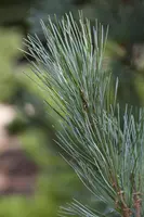 Pinus (Arve) - afbeelding 1