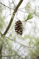 Pinus (Arve) - afbeelding 5