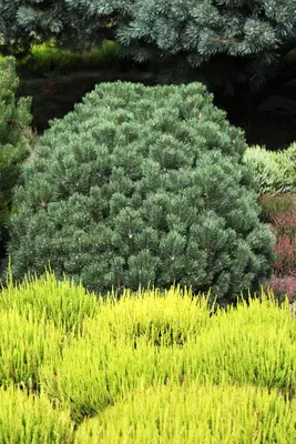 Pinus (Arve) - afbeelding 8