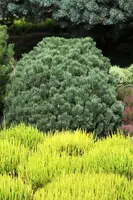 Pinus (Arve) - afbeelding 8