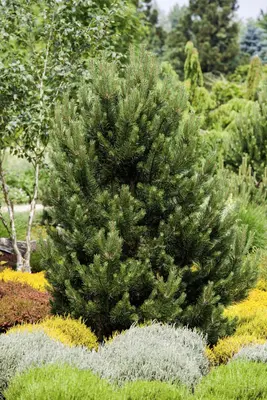 Pinus (Arve) - afbeelding 9