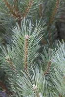 Pinus (Arve) - afbeelding 12