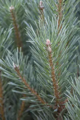 Pinus (Arve) - afbeelding 13