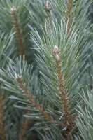 Pinus (Arve) - afbeelding 13
