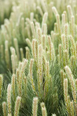 Pinus (Arve) - afbeelding 14