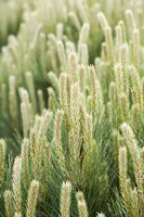 Pinus (Arve) - afbeelding 14