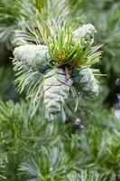 Pinus (Arve) - afbeelding 18