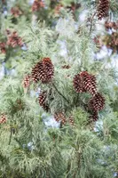 Pinus (Arve) - afbeelding 20