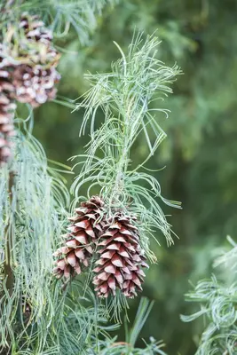 Pinus (Arve) - afbeelding 21