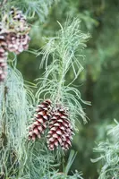 Pinus (Arve) - afbeelding 21