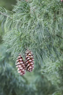 Pinus (Arve) - afbeelding 23