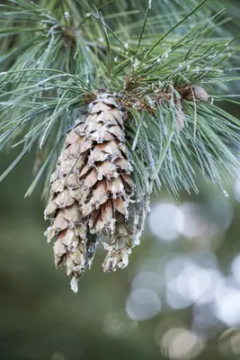 Pinus (Arve) - afbeelding 24