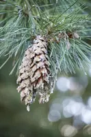 Pinus (Arve) - afbeelding 24