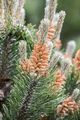Pinus (Arve) - afbeelding 28