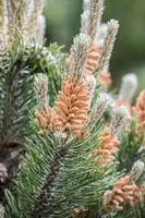 Pinus (Arve) - afbeelding 28