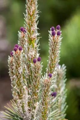 Pinus (Arve) - afbeelding 29