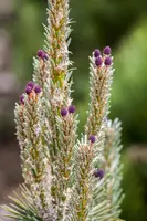 Pinus (Arve) - afbeelding 29