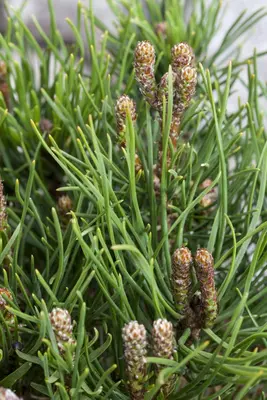 Pinus (Arve) - afbeelding 31