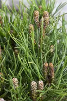 Pinus (Arve) - afbeelding 31