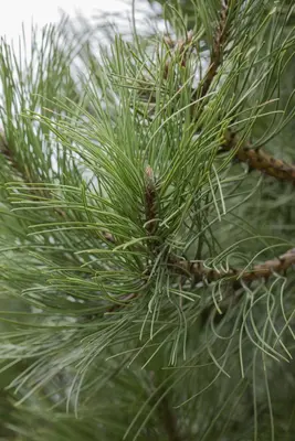 Pinus (Arve) - afbeelding 35