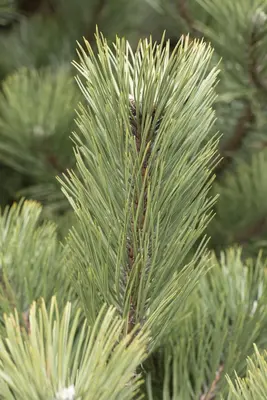 Pinus (Arve) - afbeelding 36