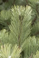 Pinus (Arve) - afbeelding 36