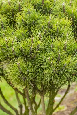 Pinus (Arve) - afbeelding 40