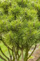Pinus (Arve) - afbeelding 40