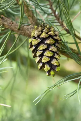 Pinus (Arve) - afbeelding 44