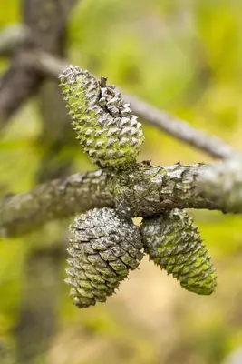 Pinus (Arve) - afbeelding 58