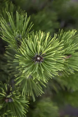 Pinus (Arve) - afbeelding 62