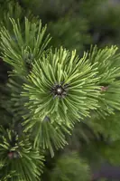 Pinus (Arve) - afbeelding 62