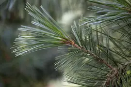 Pinus (Arve) - afbeelding 2