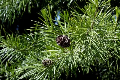 Pinus (Arve) - afbeelding 3