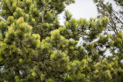 Pinus (Arve) - afbeelding 4