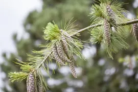 Pinus (Arve) - afbeelding 6