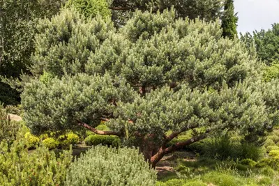 Pinus (Arve) - afbeelding 10