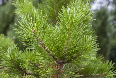 Pinus (Arve) - afbeelding 11