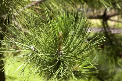 Pinus (Arve) - afbeelding 15