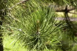 Pinus (Arve) - afbeelding 15
