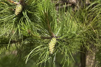 Pinus (Arve) - afbeelding 16