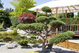 Pinus (Arve) - afbeelding 17