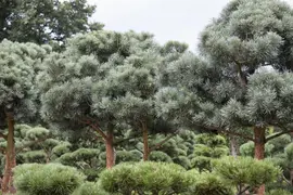 Pinus (Arve) - afbeelding 19