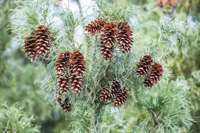 Pinus (Arve) - afbeelding 22