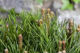 Pinus (Arve) - afbeelding 30
