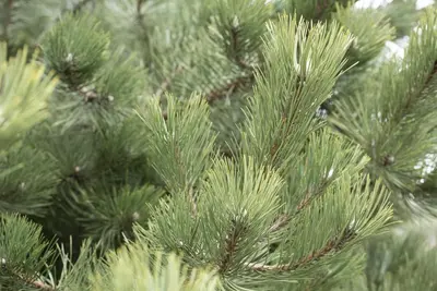 Pinus (Arve) - afbeelding 32