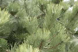 Pinus (Arve) - afbeelding 32
